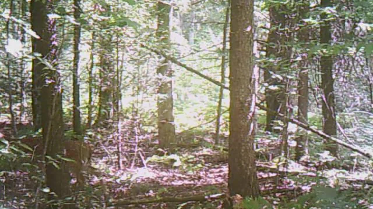 do deer poop in the woods