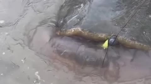 Giant Catfish Fight! My New Fishing Rod is Crying!