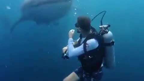 🐳😮 Harmless Whale Shark But Still! | FeedMyCuriosity