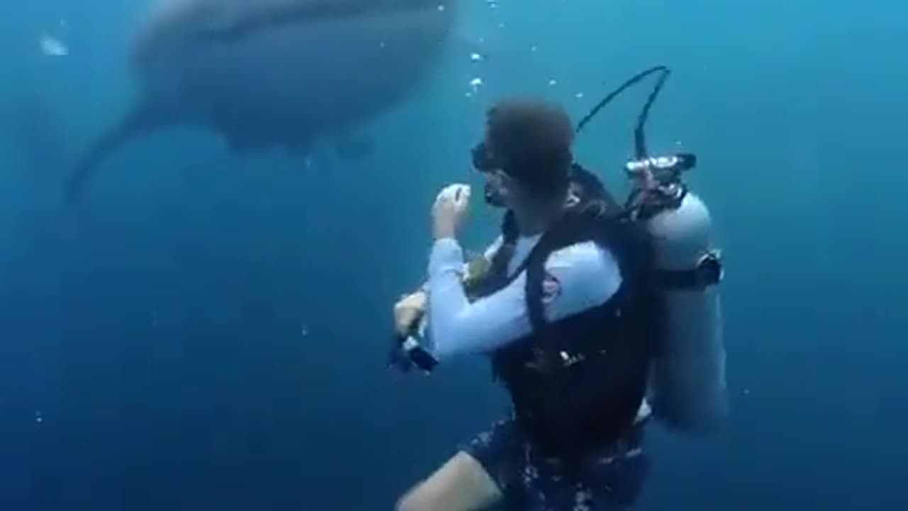 🐳😮 Harmless Whale Shark But Still! | FeedMyCuriosity