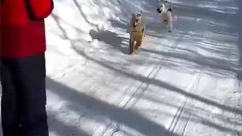 Funniest Dogs video #Dog #shorts 🐶 Part 115