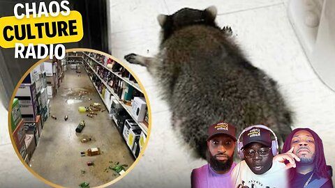Raccoon Breaks Into A Liquor Store And Got Buzz