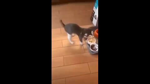 🐱😂Обрадовался такому разнообразию блюд и не смог сдержать эмоции