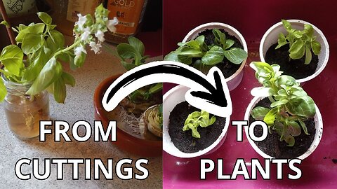 Gardening Experiments - Get More Plants For Free?! | BASIL & PAK CHOI & AVOCADO