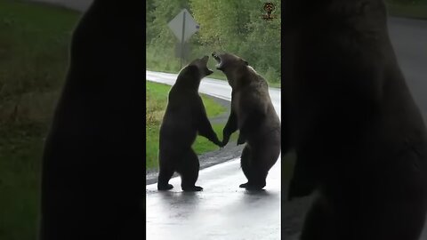 Two bears are fighting . Epic Battle in the Wild#BearFight #TwoBears #Wildlife