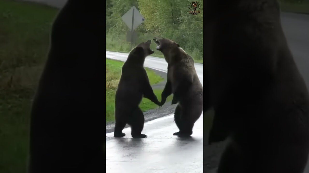 Two bears are fighting . Epic Battle in the Wild#BearFight #TwoBears #Wildlife