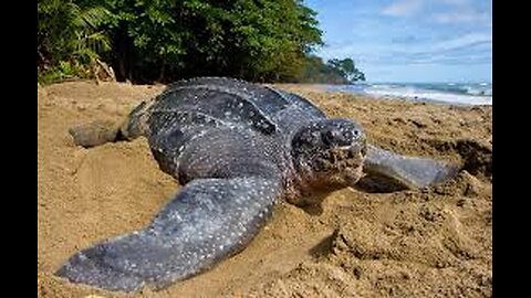 The Epic Journey of the Leatherback Sea Turtle ! 100 Million Years in the Making !