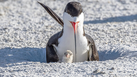 Black Skimmer Colony, Day One Hatching Begins