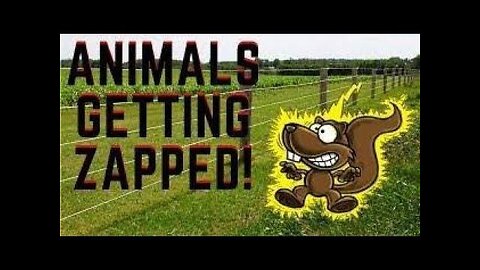 Animals Getting Shocked With Funny Sound Effects