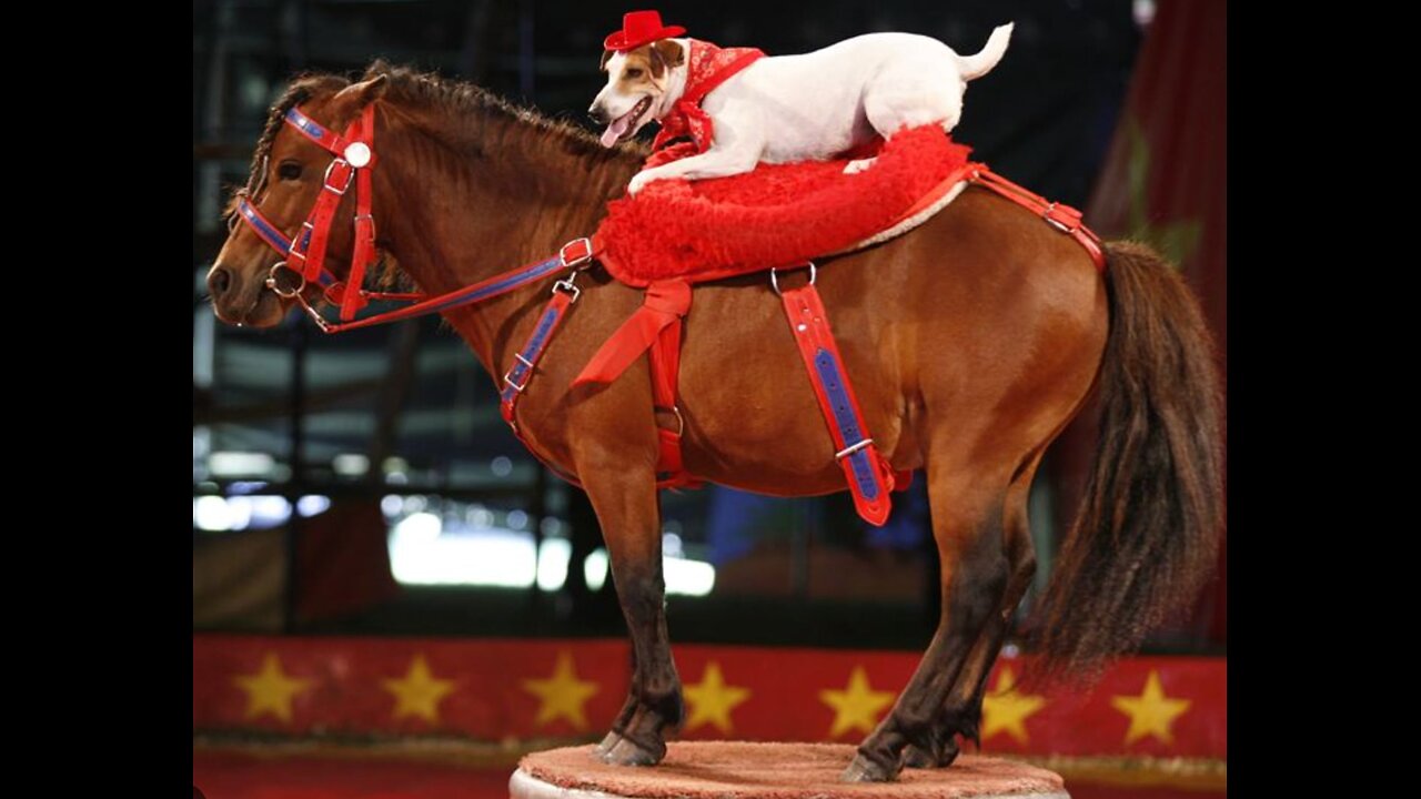 As The Dog & Pony Show Continues