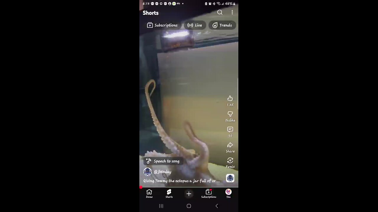 Feeding Time For Tommy The Octopus