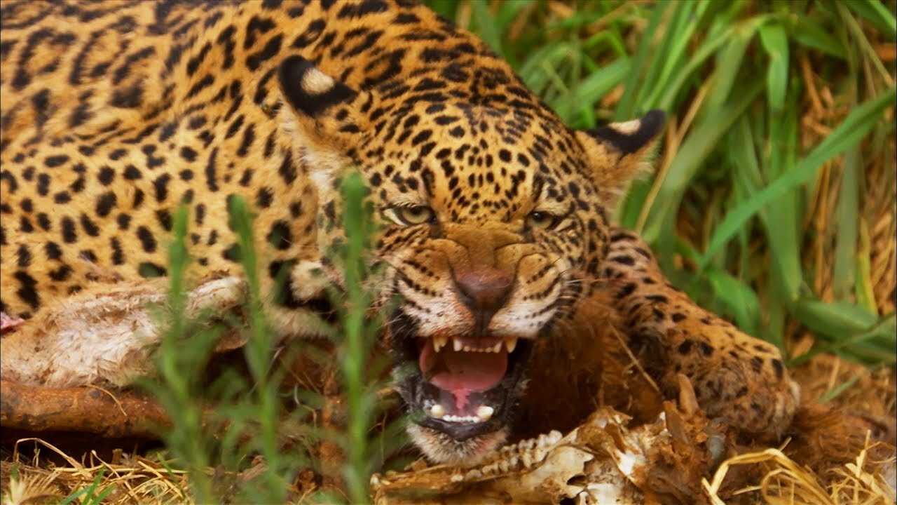 Jaguar Orphan Released into the Wild
