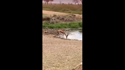 Side-step like a Springbok