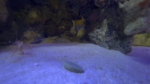 Peppermint Shrimp coming out from hiding part 3