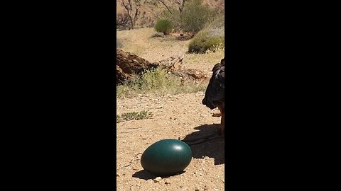 The Black-breasted Buzzard’s Rock-Throwing Mastery