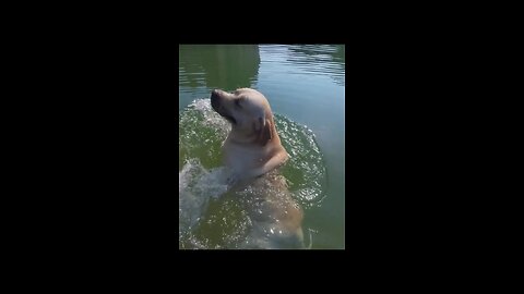 Sheru Enjoying In Swimming Pool - FunkyPets4u