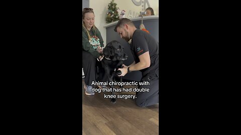 Chiropractic for dog with double knee surgery