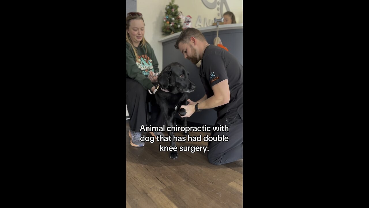 Chiropractic for dog with double knee surgery