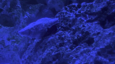 Hermit Crab Crawling Around