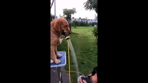 Mission: Impossible – The Peeing Dog Edition