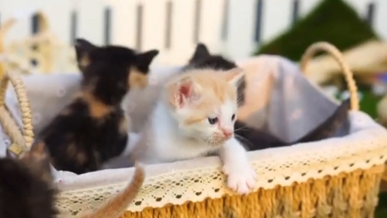 Mama Cat Takes Back Crying Kitten Toddler