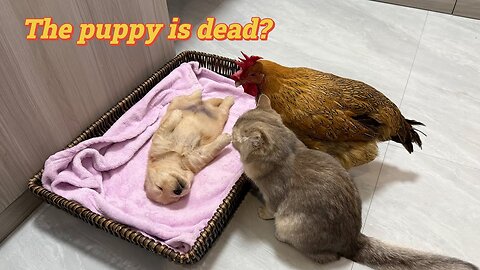 Suspected that the golden retriever puppy is dead, the kitten and the hen are very anxious!so funny