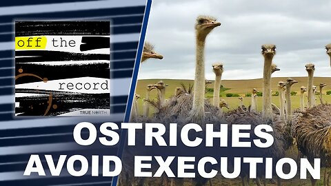 Ostriches avoid execution