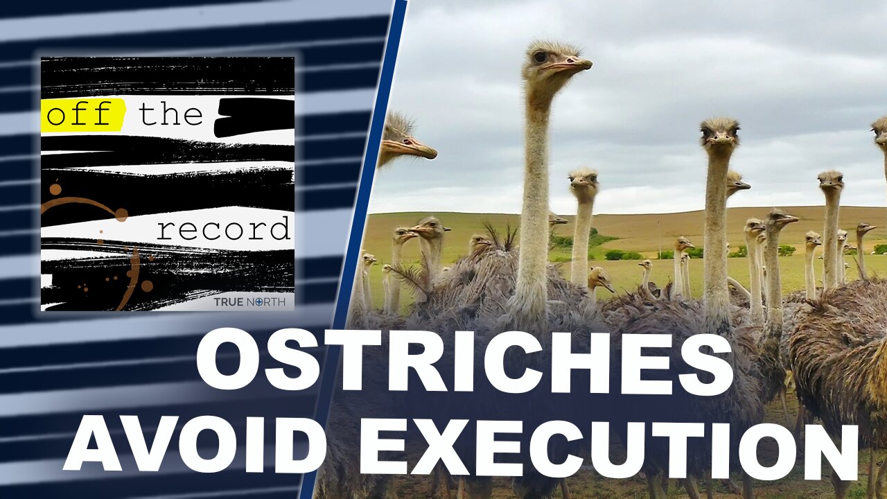 Ostriches avoid execution