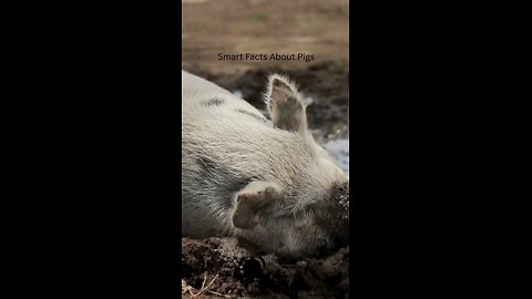 Meet MR.Smart