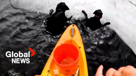 Caught on camera: Kayaker saves two dogs from icy Massachusetts river