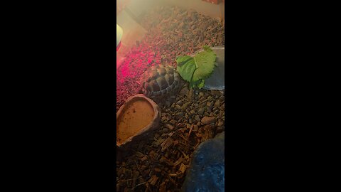 East hermann tortoise