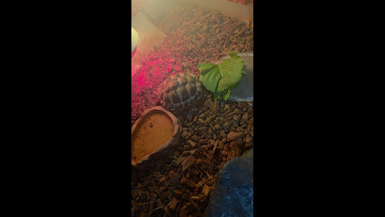 East hermann tortoise