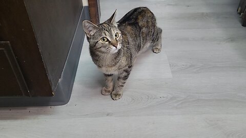 Alley cat