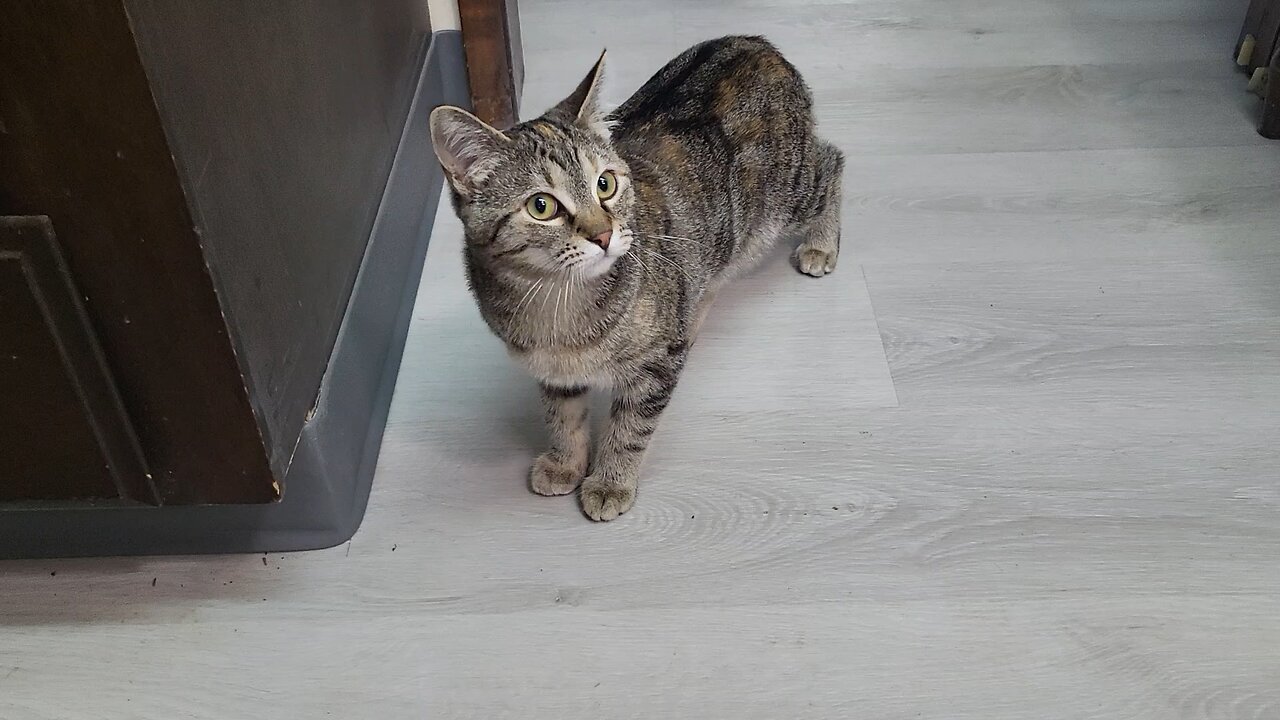 Alley cat