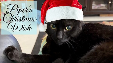 Cute Precious Piper's Christmas Wish - My Adopted Shelter Cat Vlog