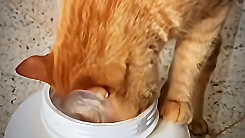 Cats aren't intelligent ☠️ #cats