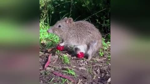 Funniest Animal Videos Ever (Part 3) 😂🐶 Try Not to Laugh Challenge 2025!