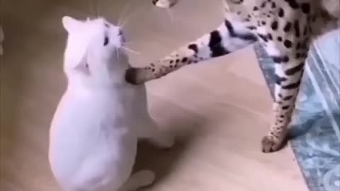 Amazing: Chester & Snowball