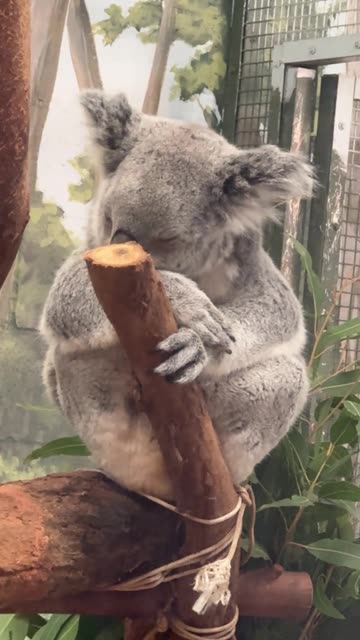 Sleeping koala