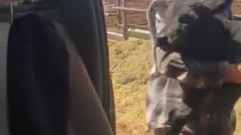 Taking a calf in for some TLC. cartercountrymeats.com
