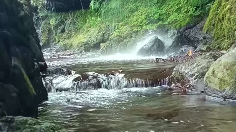 Serene Forest Stream & Gentle Waterfall | Relaxing Nature Sounds for Deep Relaxation