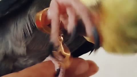 Don't tie your bird to my nerves.