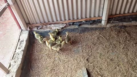 Raising Chickens for 18 Days: What You Need to Know"