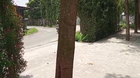 Under the Shade: A Quiet Afternoon by the Trees