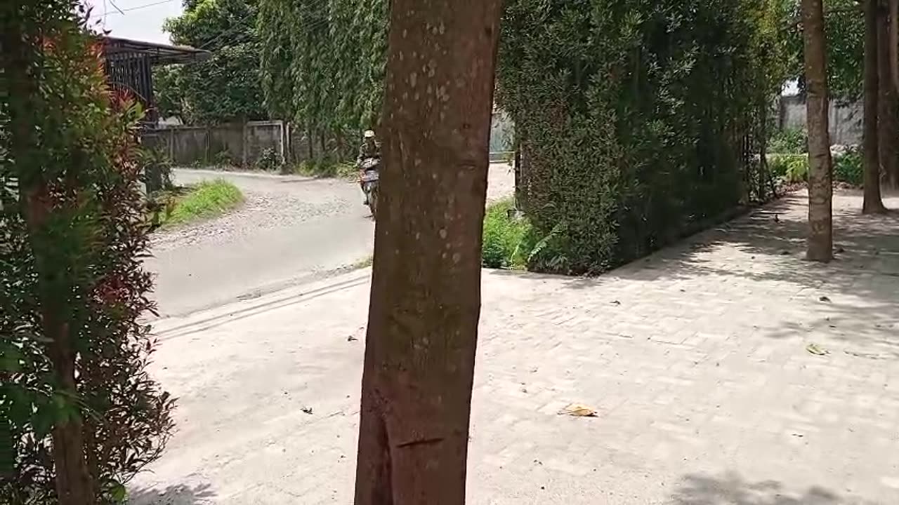 Under the Shade: A Quiet Afternoon by the Trees