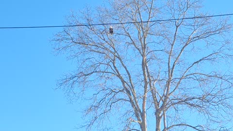 An eagle in a tree catching some sun warming up