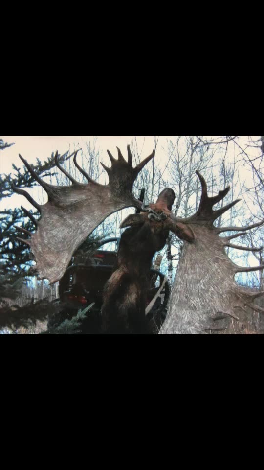 Moose racks are HEAVY