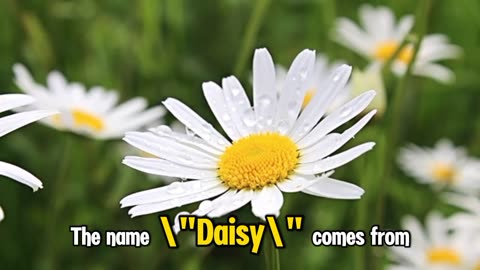 Daisy: the symbol of innocence and beauty