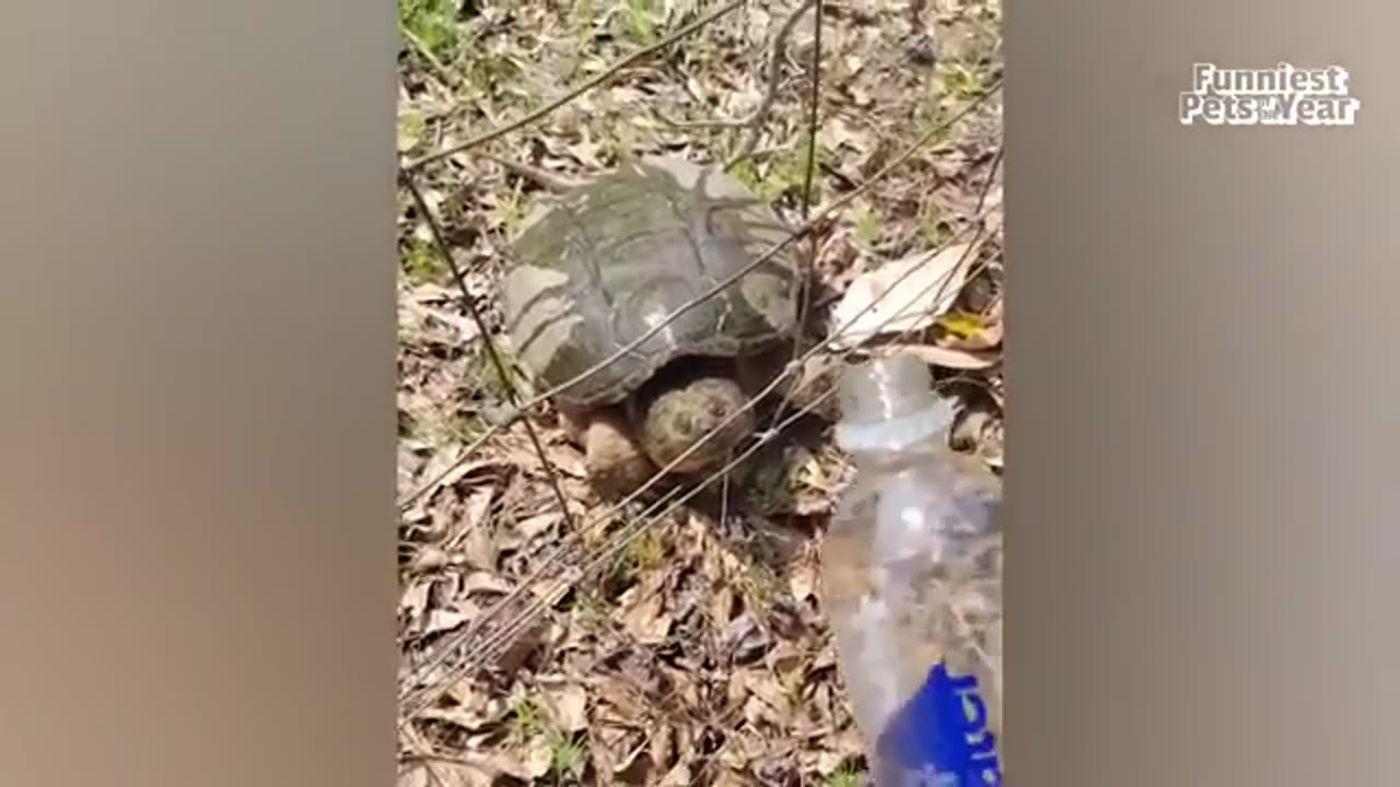 The FUNNIEST Pet Videos of the year! BEST Compilation