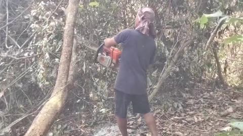 Cutting Down Trees with a Chainsaw | Clearing Land for Farmhouse